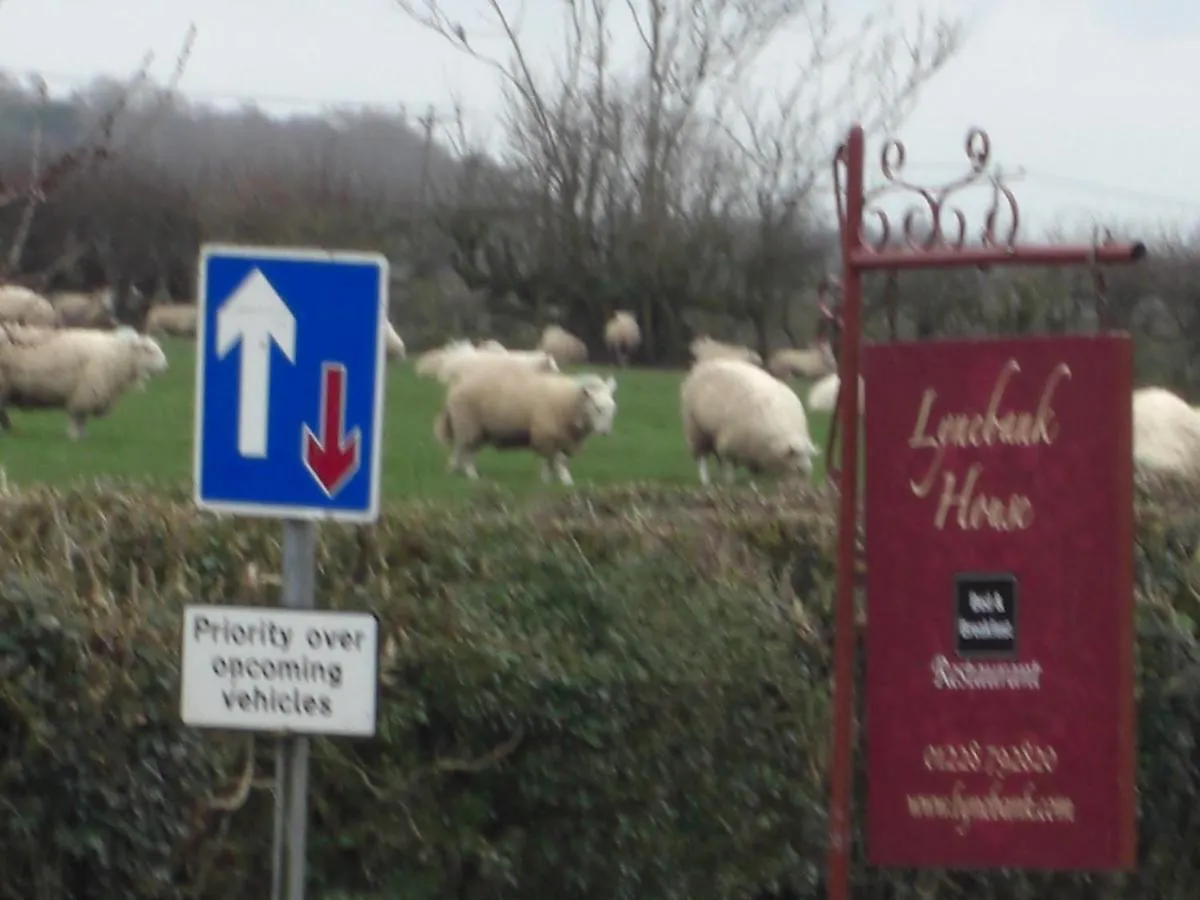 Lynebank House Hotel, Bed & Breakfast